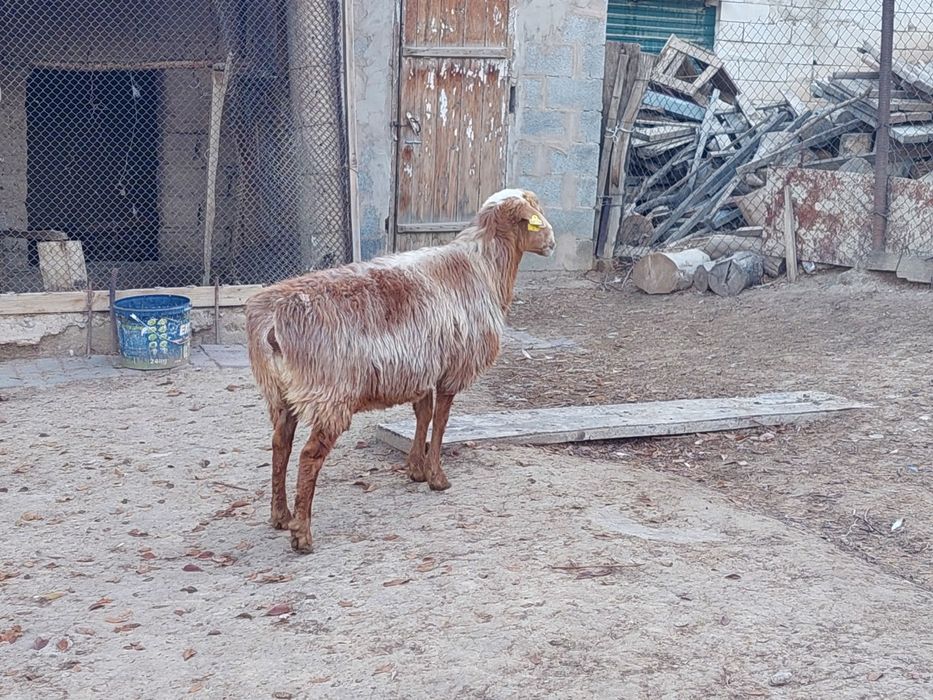Семіз жем жеп тұрған бойдақ қойлар сатылады.  Сойып береміз.