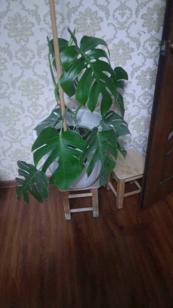 Продаются цветы монстера
