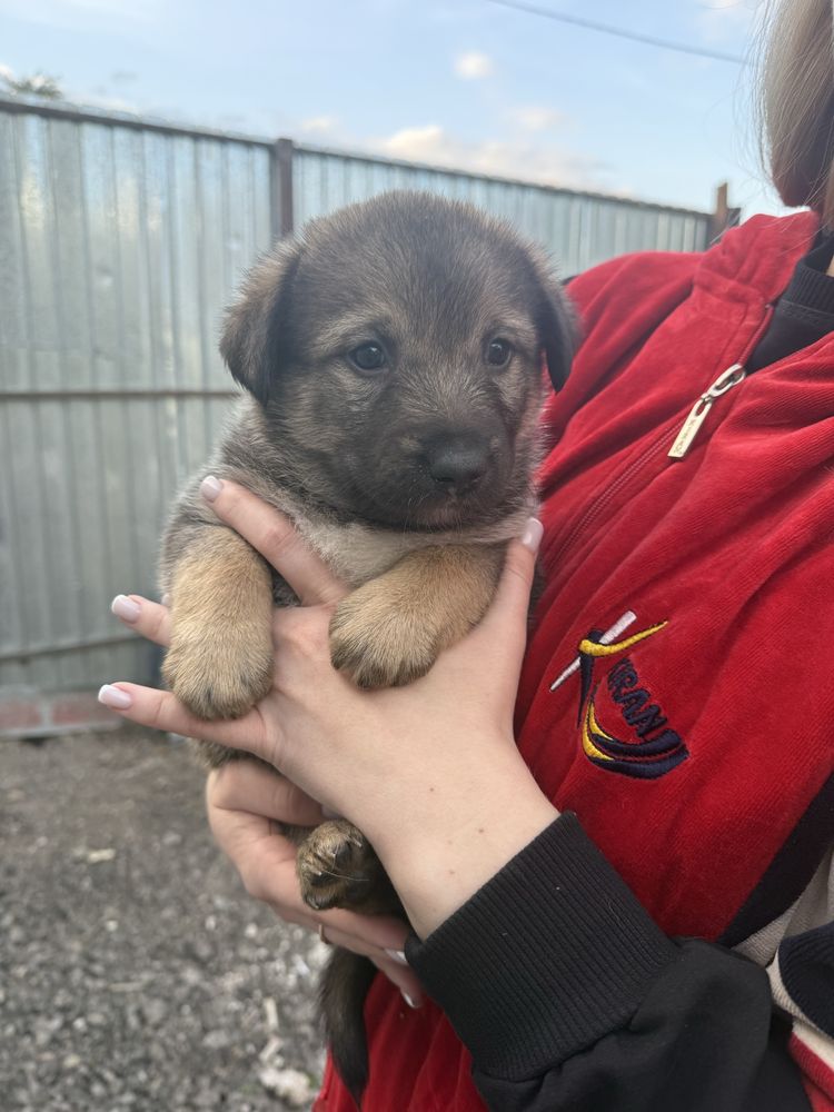 Продам классных щенков