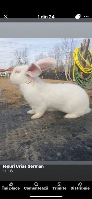 Vand iepuri Urias German