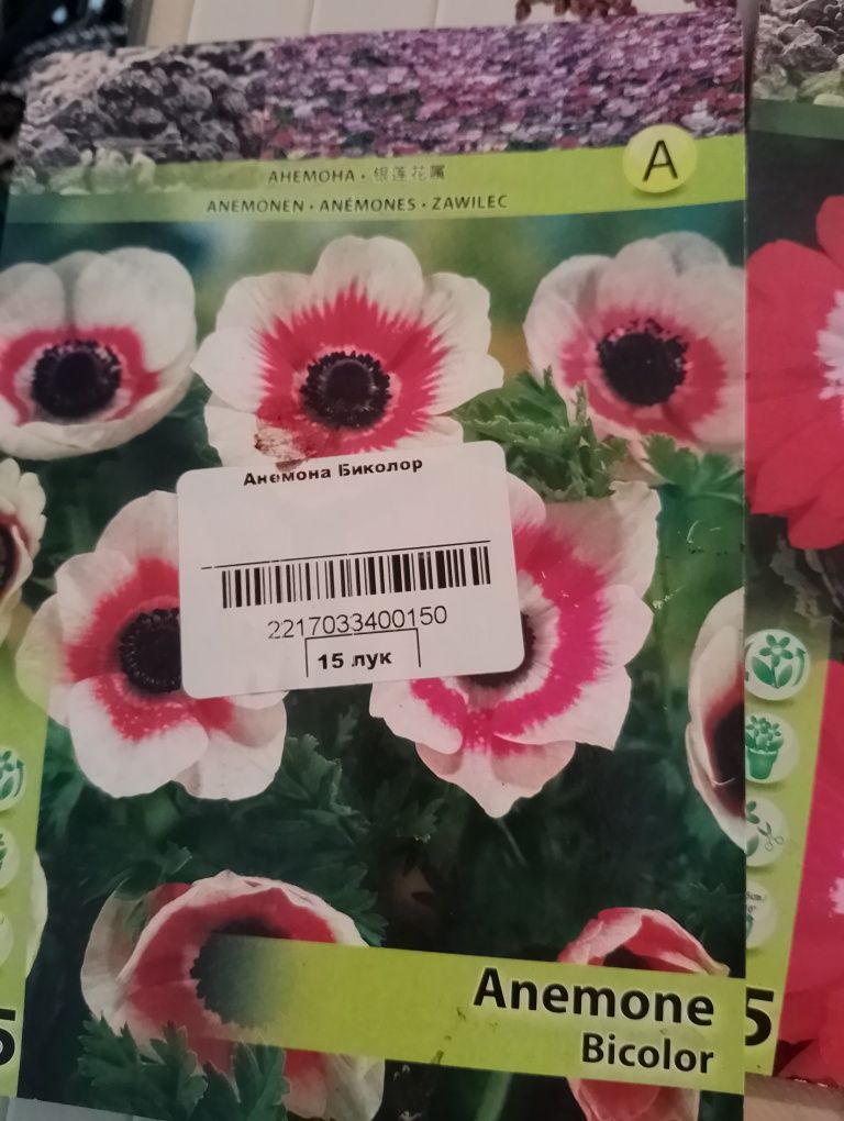Голландия семена цветов