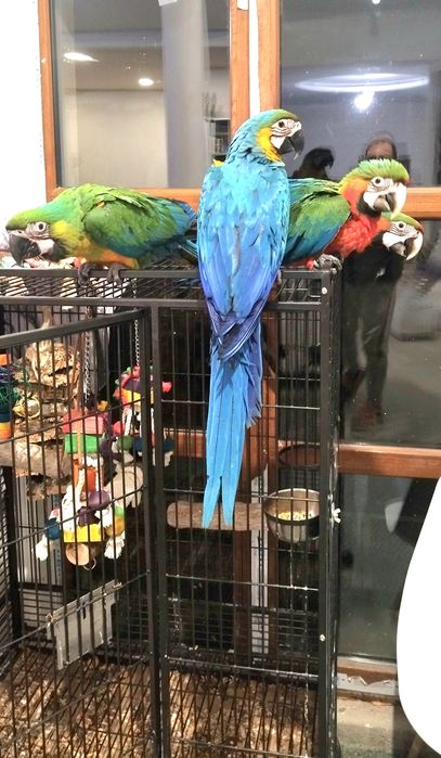 Бебета Синьожълта Ара