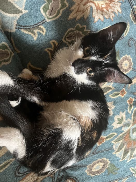 Кошку отдам добрые руки