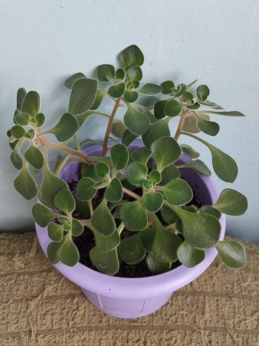 Комнатные декоративные цветы