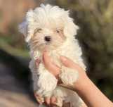 Bichon maltez baietel 650 lei
