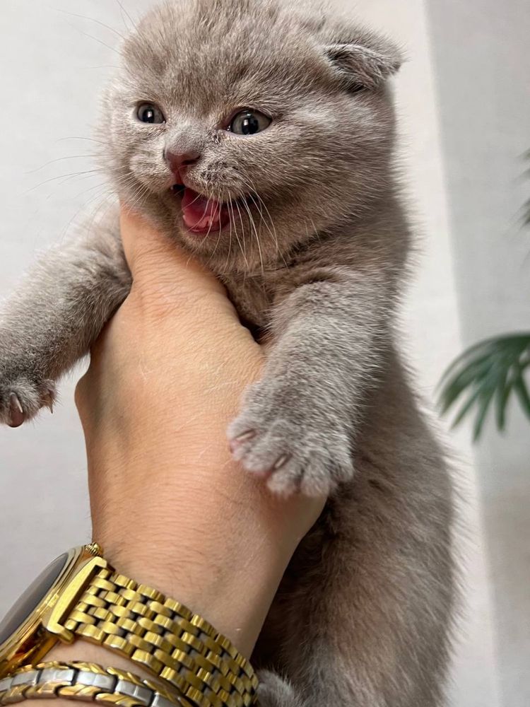 Scottish fold mushuklar sotiladi