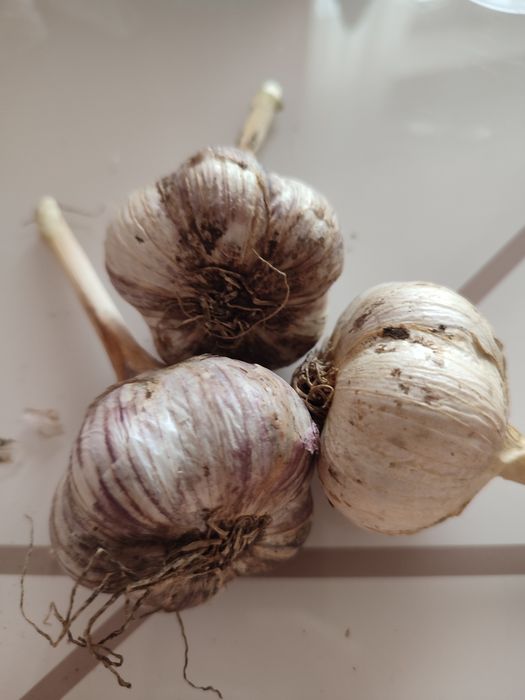 Чеснок домашний .