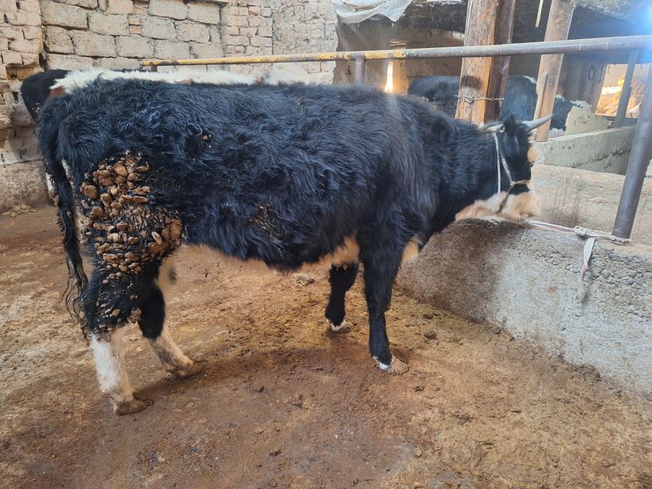 кашар 1.5 жасар  бордакы