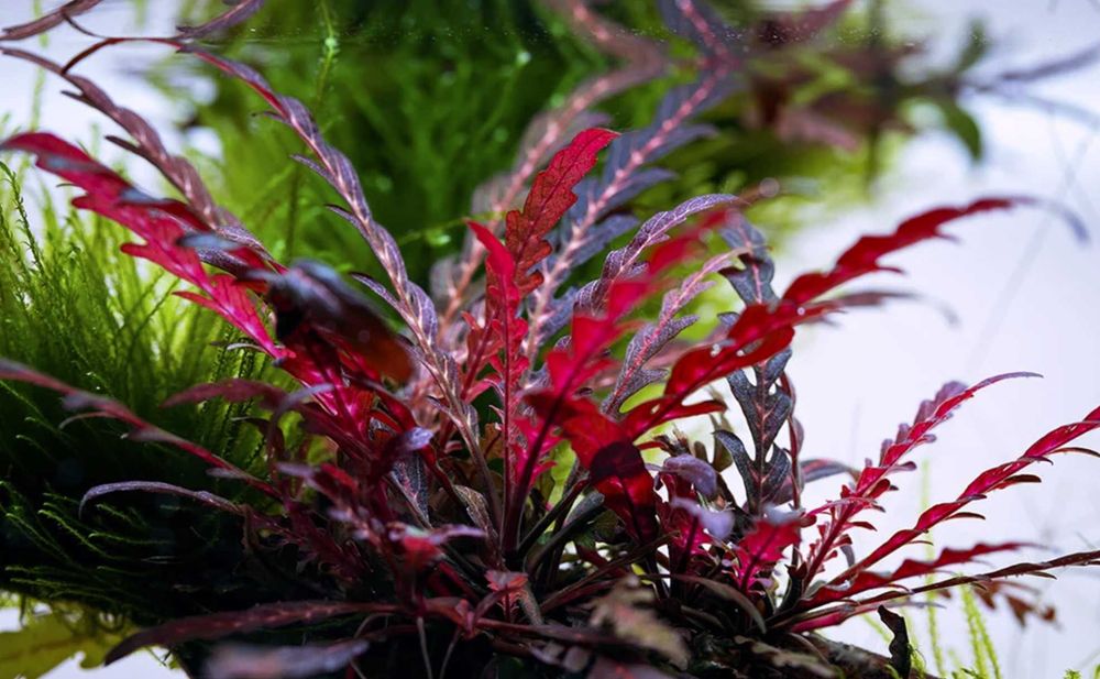 Plante naturale acvariu Hygrophila Pinnatifida Rotala Red Singapore