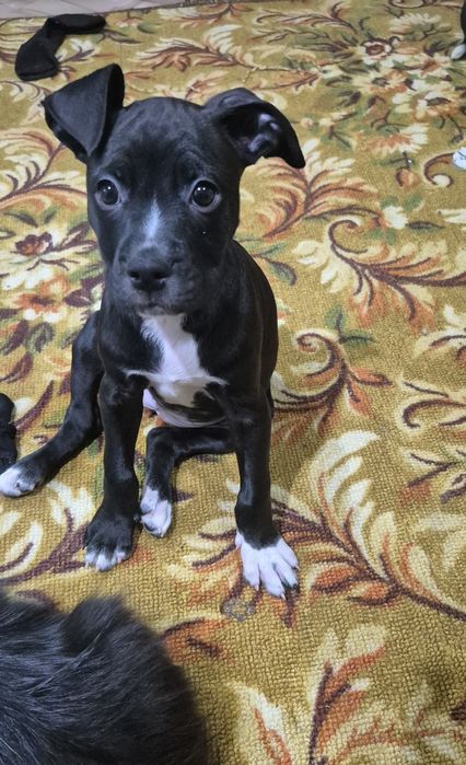 Щенок питбультерьера. Девочка