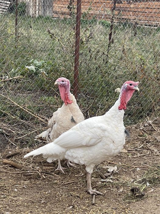 Păsări de curte: cocoși Brahma (6 luni) și curcani (1 an)