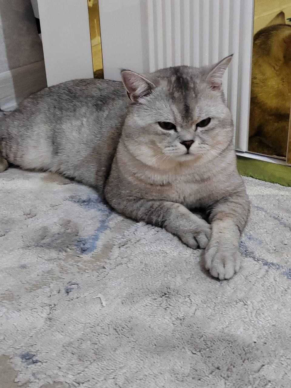 Sotilmaydi. Nasil olish uchun Shinshilla, Шиншила кот на вязку
