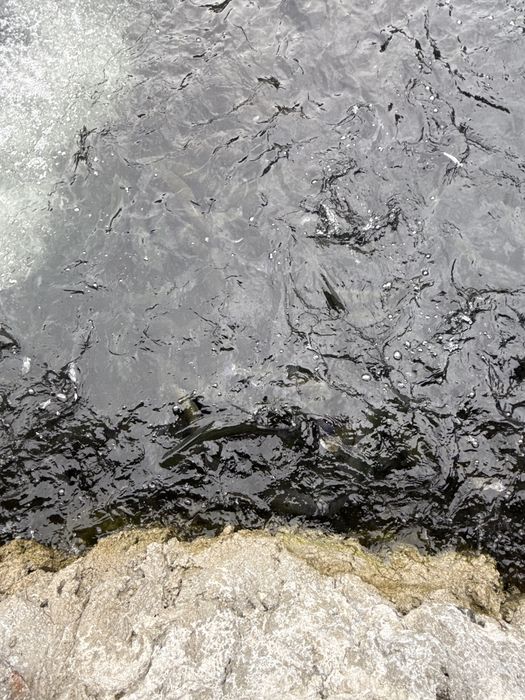 Pastrav consum  curcubeu