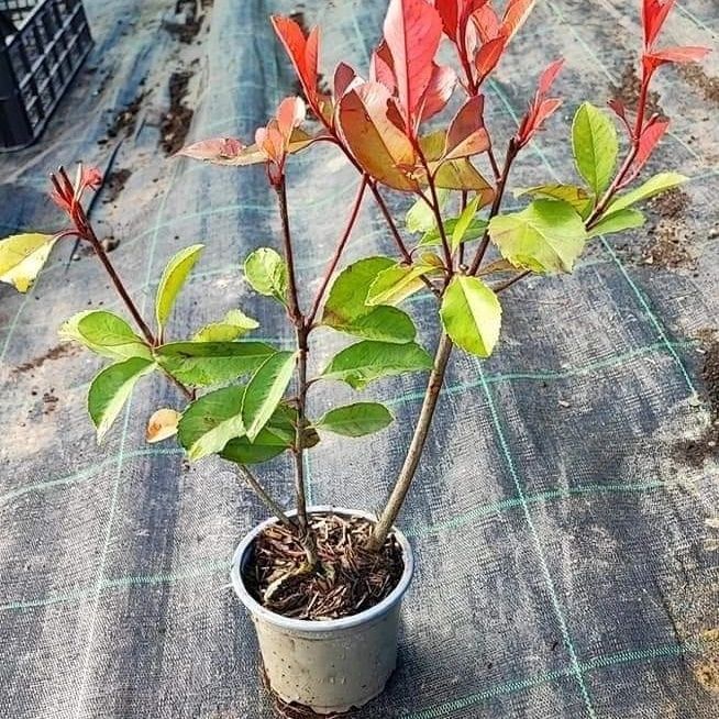 Pepiniera Unguriu - Photinia 20-30 cm - Gard Viu