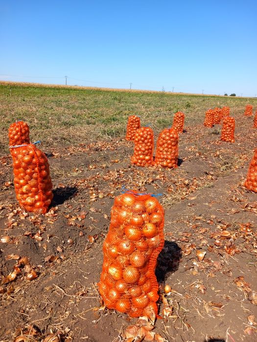 Ceapă                     ..            ,