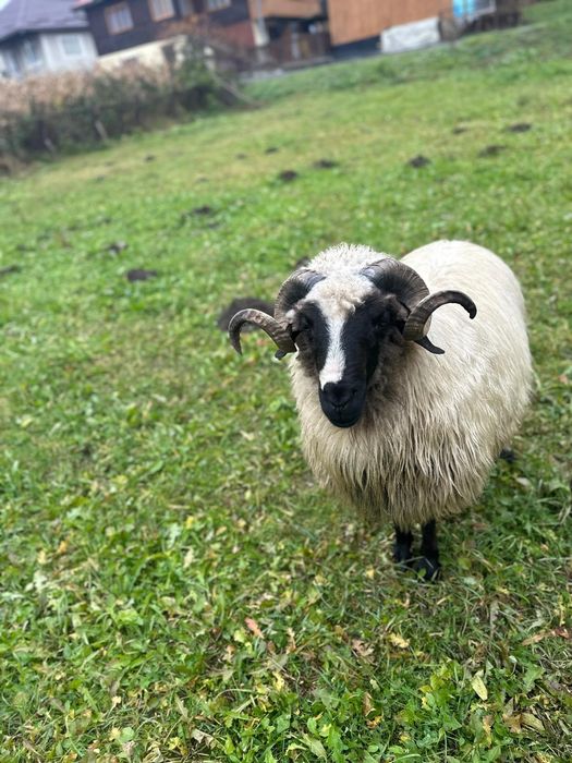 Mior de vanzare 1000 lei