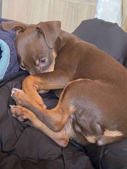 Той терьер Отдам