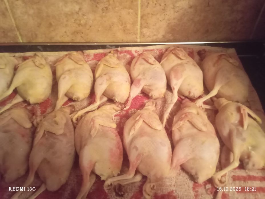 Продам мясо перепелов