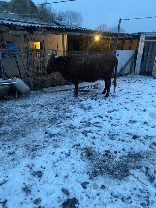 Сиыр сатылады сүтті семіз екі бұзаулаған