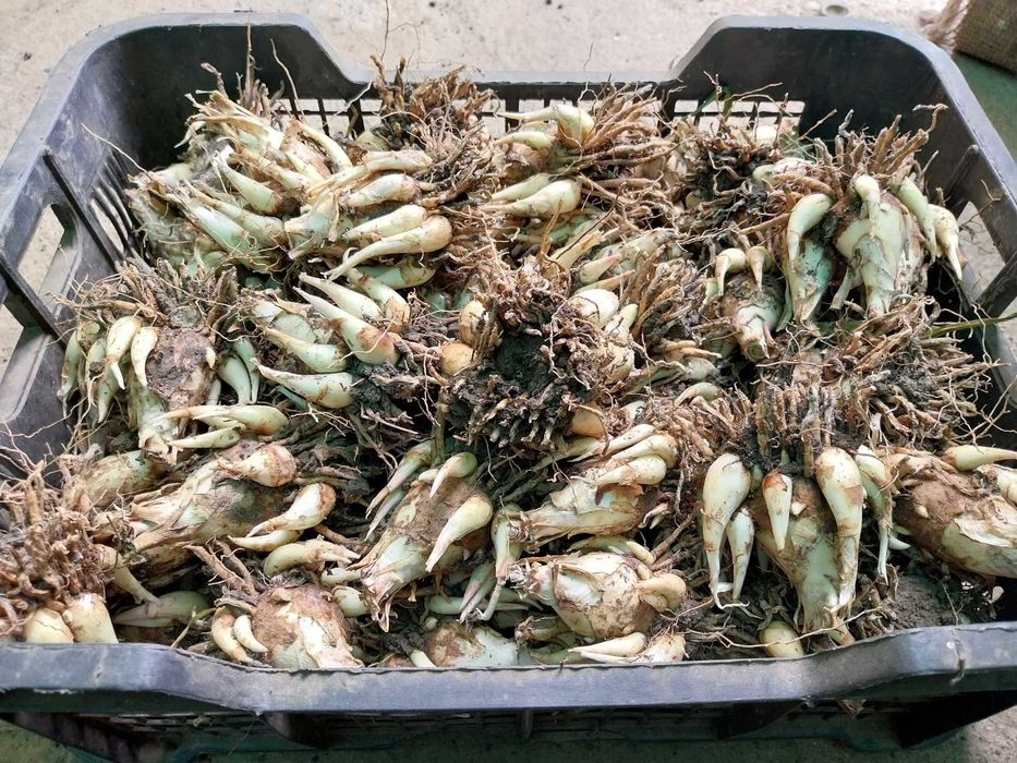 Bulbi de tuberoze albe, si gladiole