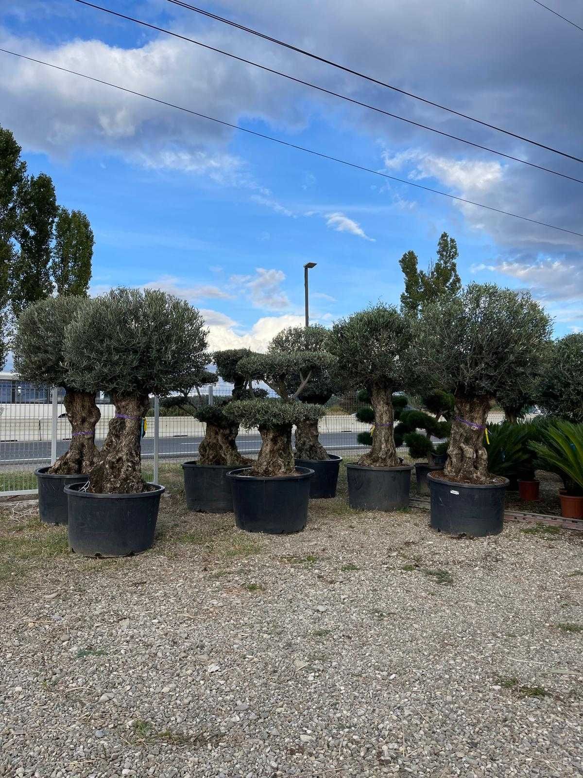 Maslin Secular, Tuia Smaragd , Maslin Bonsai, Palmier Trachycarpus