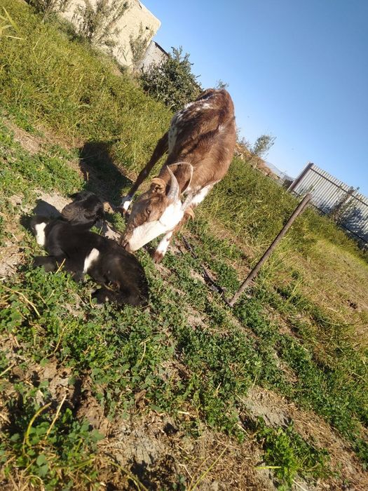 Она бола Эчки срочно сотилади