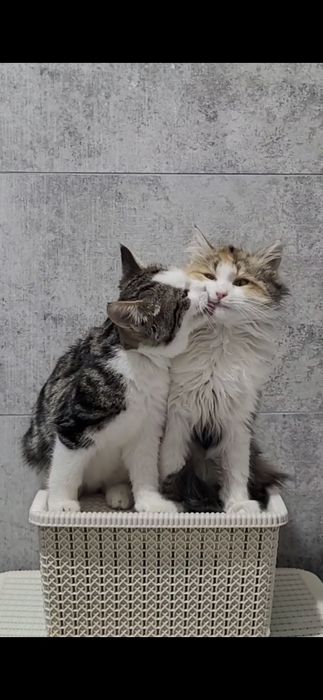 Отдам даром котят