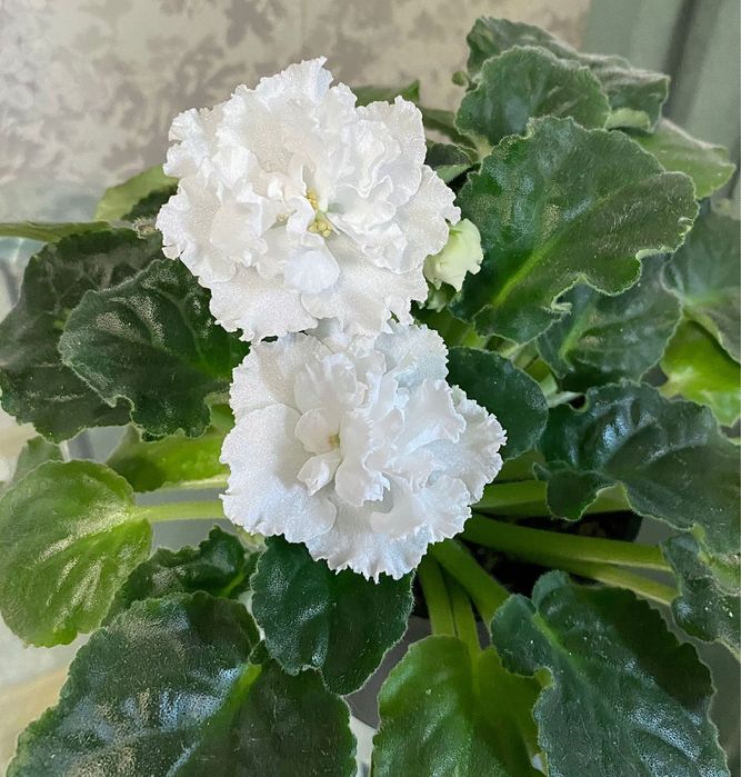 Белая фиалка   Очень красивый сорт