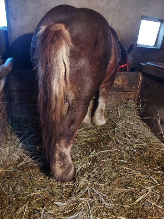 Vând manza belgiana