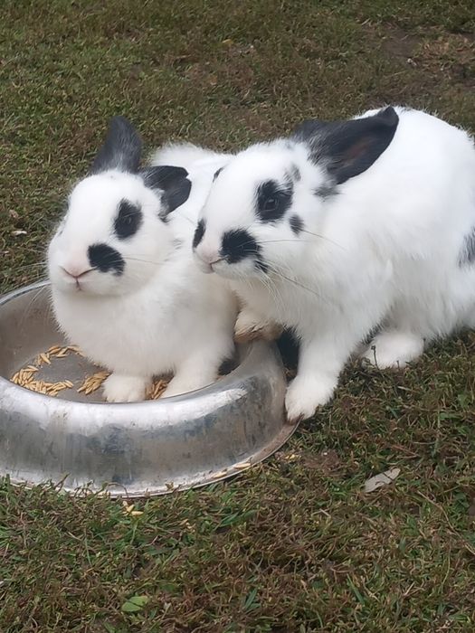 Перник продавам зайци порода пеперуда 6 на месеца