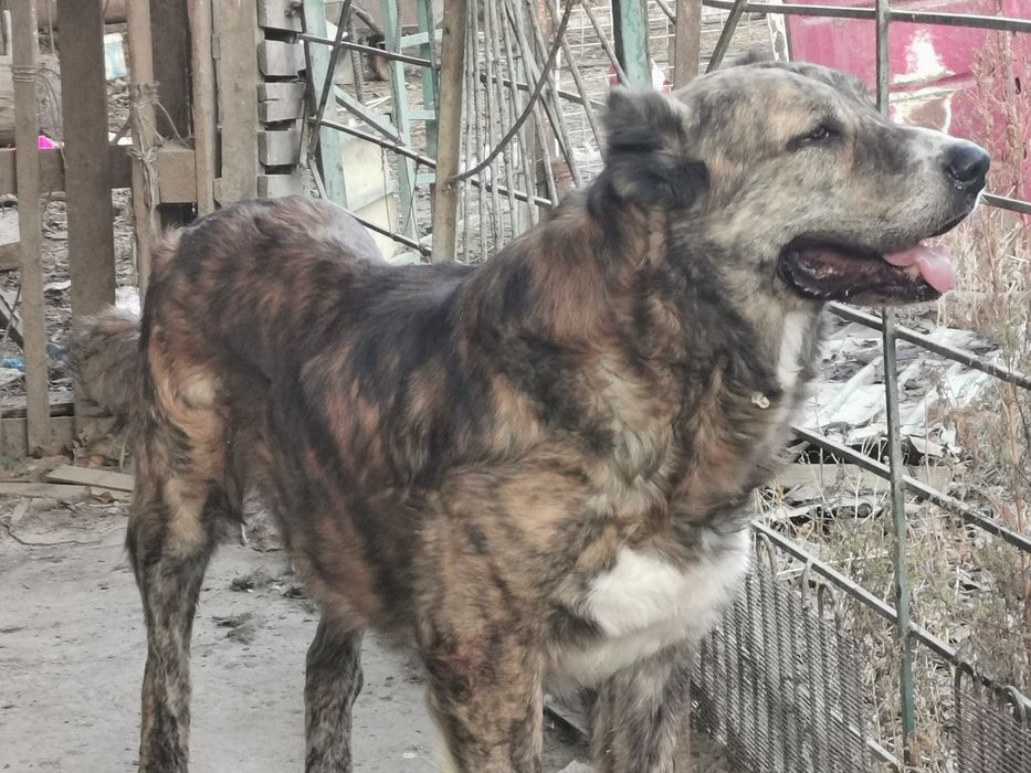 Продам Алабая срочно