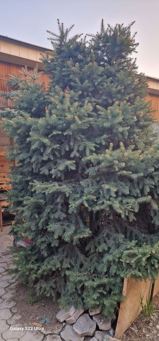 Продаются Голубые ели