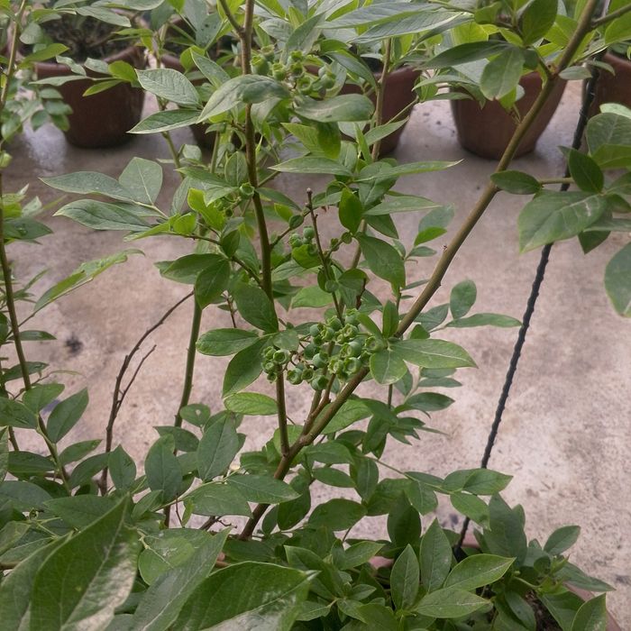 Golubika koʻchati 100% kafolot