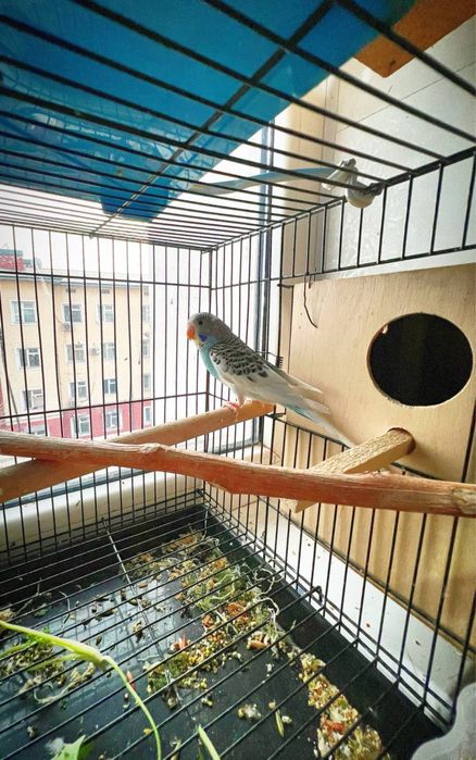 Папугай  продабтся