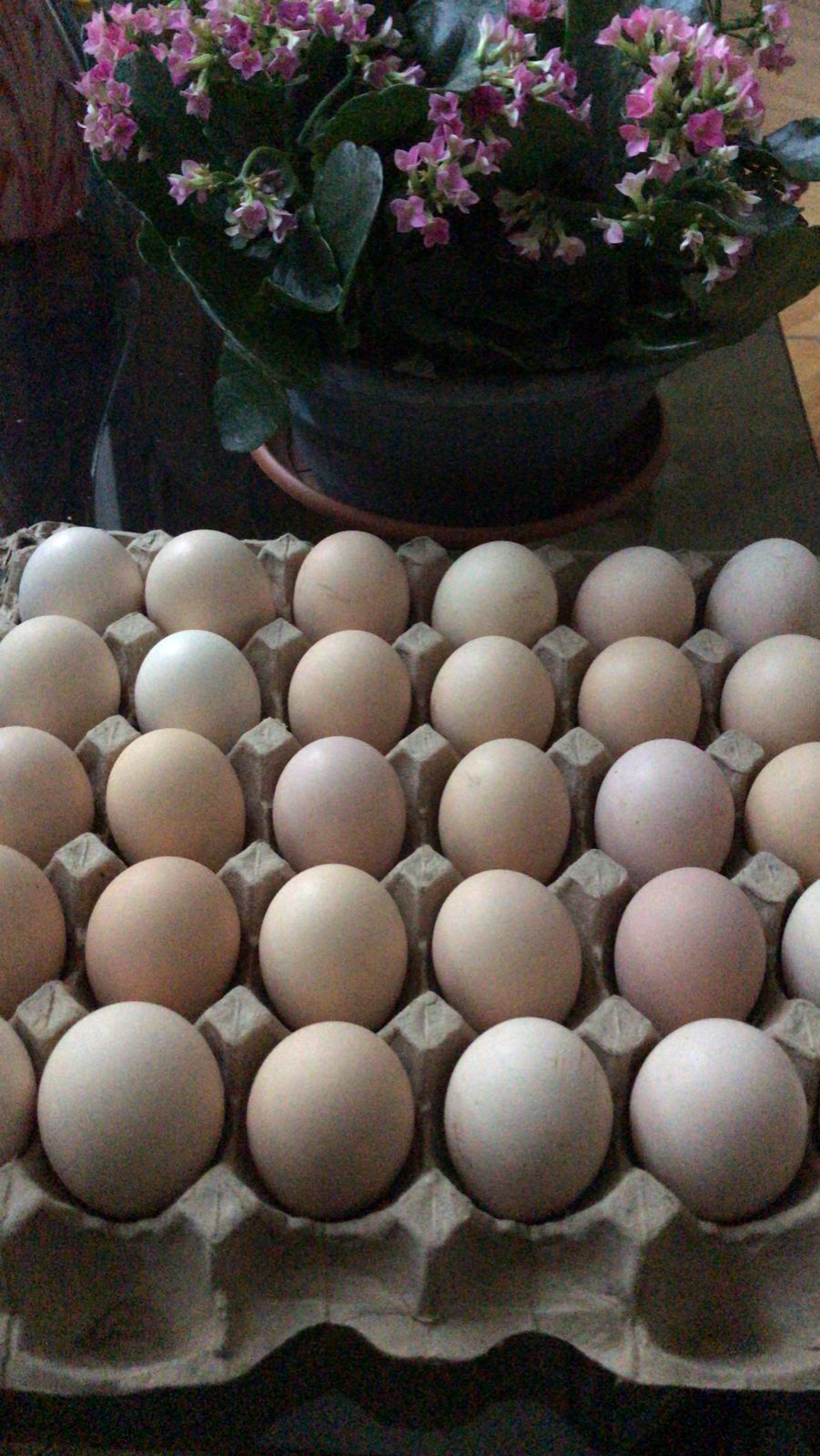 Яйца домашние на еду по 90т для инкубации по 190т