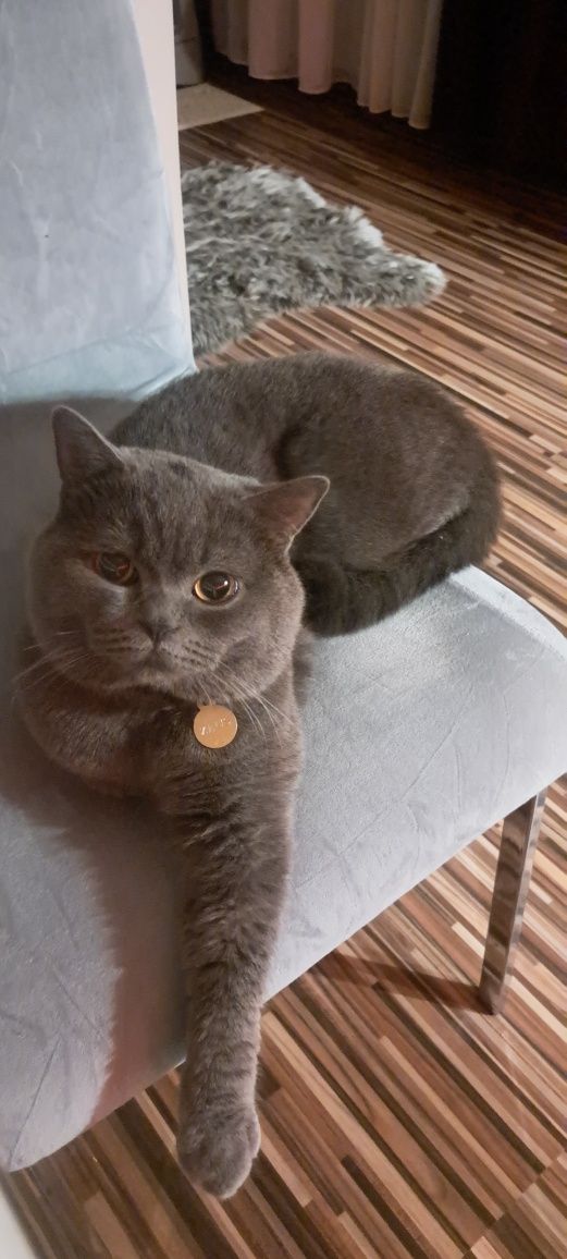 British shorthair blue