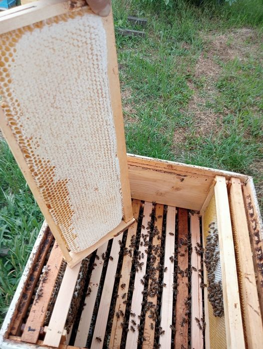 Vând miere de albine