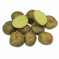 Семена картофеля сорт Корни опт от 1 тонны