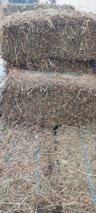 Disponibili baloti trifoi (lucerna)