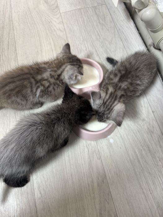 Отдам котят в хорошие руки!