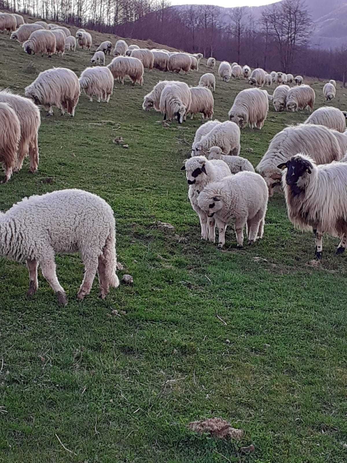 Vând oi cu miei de rasă