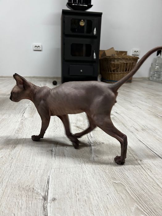 Канадски сфинкс .