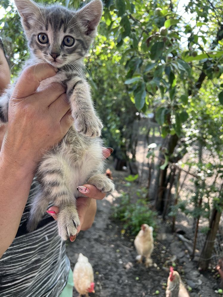 Подарявам котета