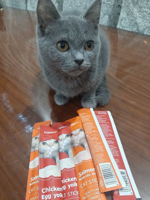 Скоттиш страй ўғил 5ойлии