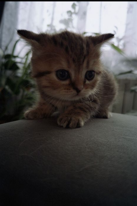 Котенка британский вислоухий