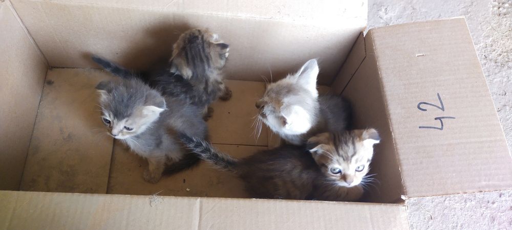 Продаются котята