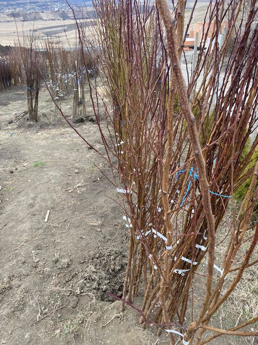 Pomi Fructiferi și Vita de Vie Producator Autorizat