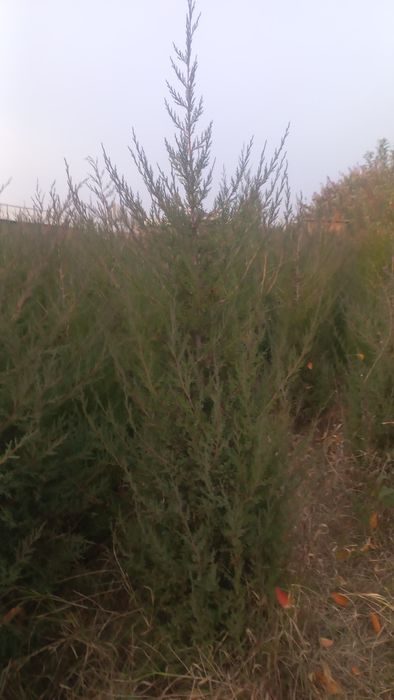 Можжевельник оптом