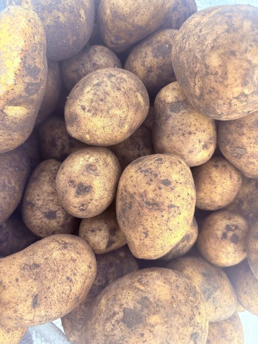 Продам картофель 130 тенге