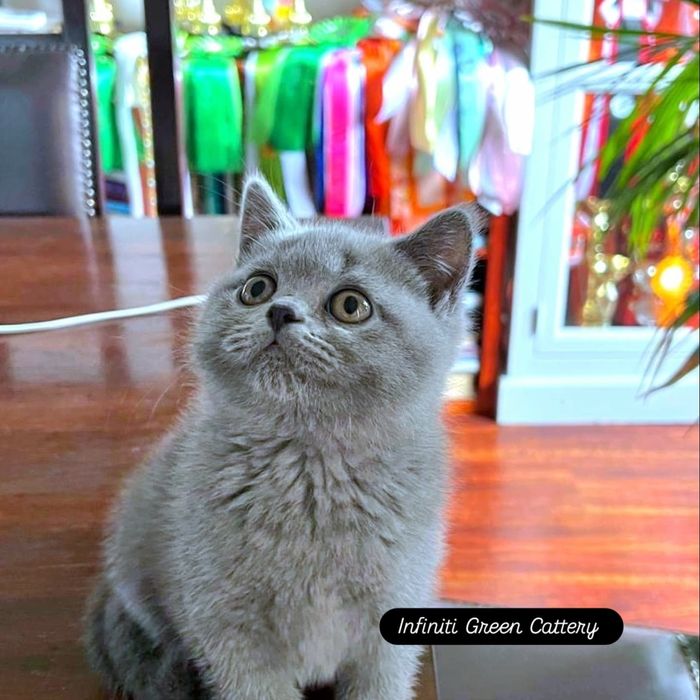 Pisica british shorthair blue